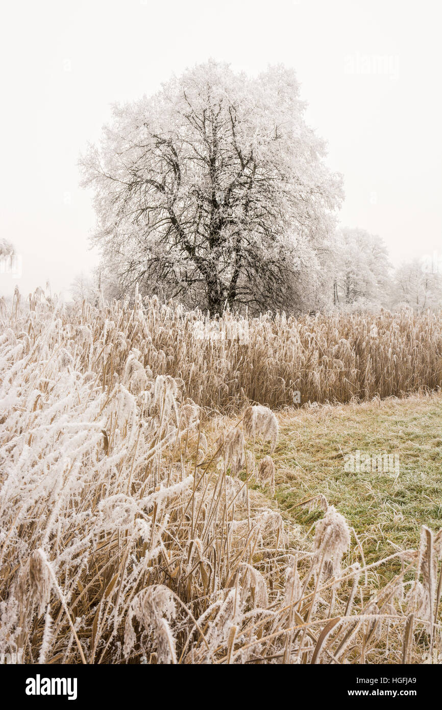 Lonely frosted tree in un nebbioso paesaggio invernale visto in un paesaggio conservation area denominata Goachat vicino a Schrobenhausen (Baviera, Germania) Foto Stock