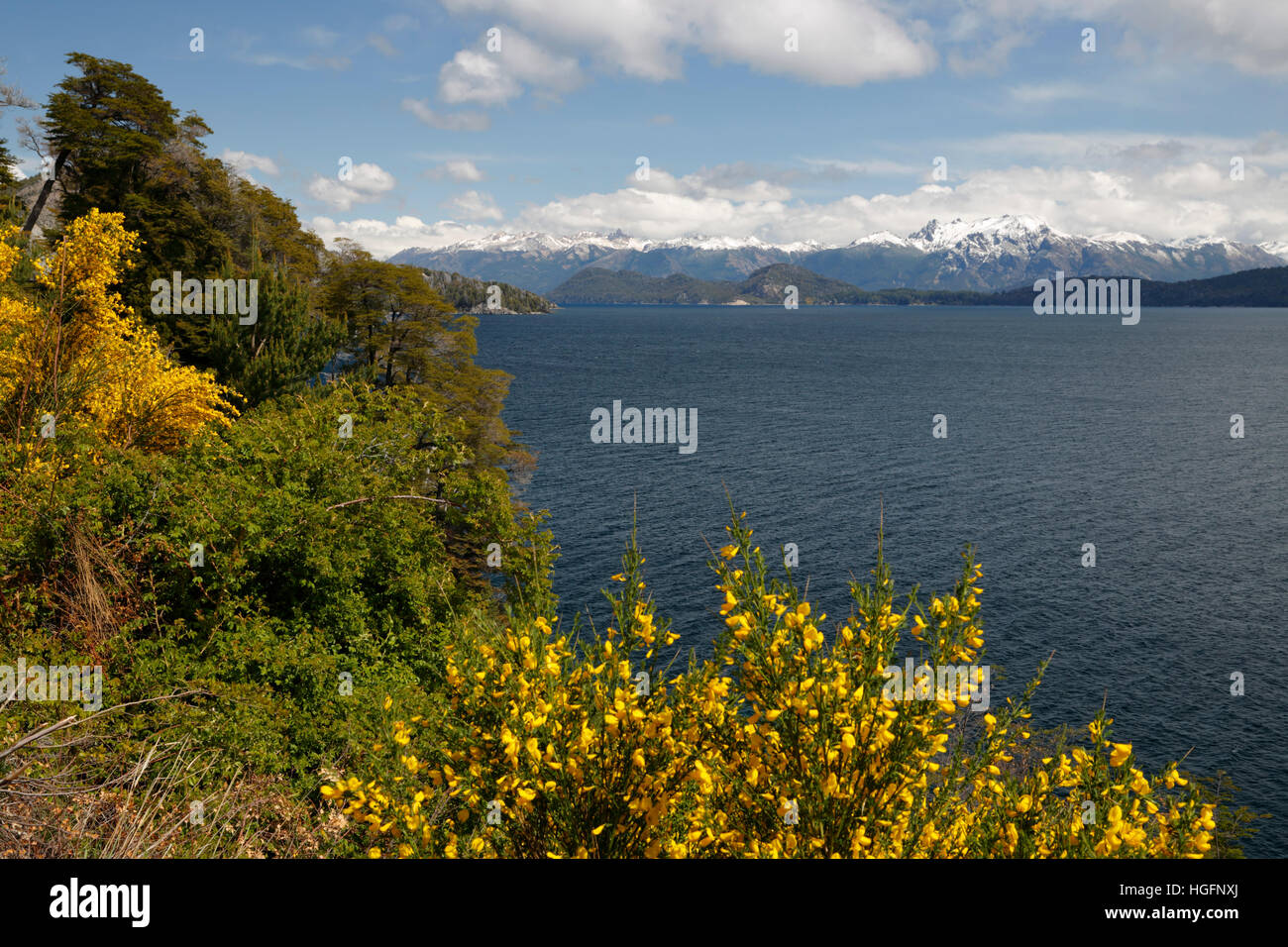 Ginestra Lago Nahuel Huapi, Bariloche, sette laghi Drive, Parco Nazionale Nahuel Huapi, nel distretto del lago, Argentina Foto Stock