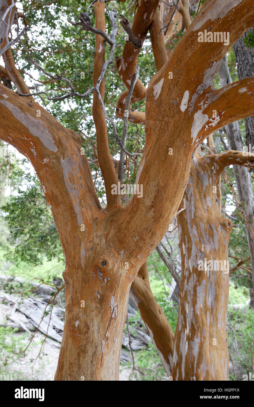 Arrayan alberi nel Parque Nacional Los Arrayanes, Villa La Angostura, Parco Nazionale Nahuel Huapi, nel distretto del lago, Argentina, Sud America Foto Stock