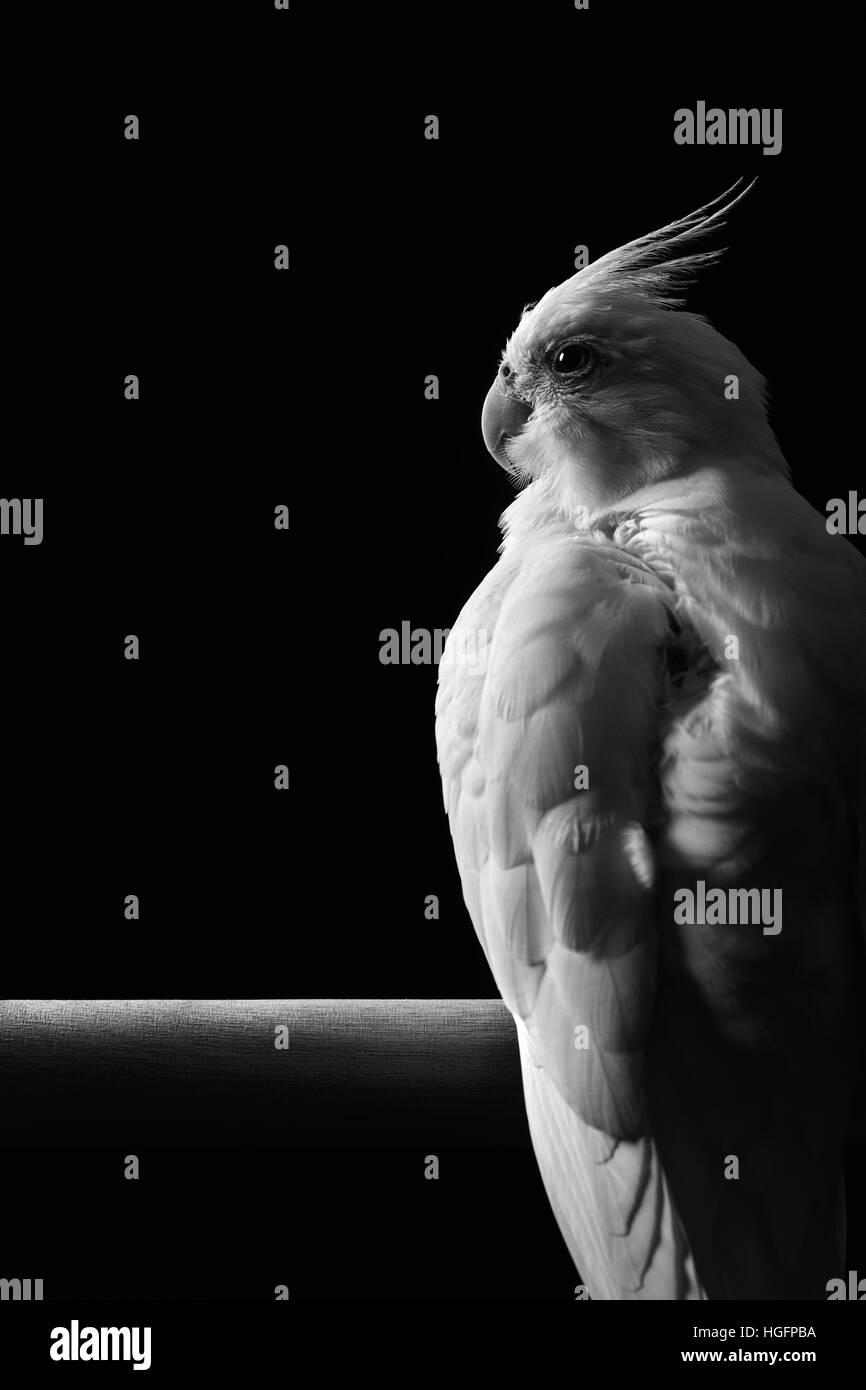 Cockatiel ritratto Foto Stock