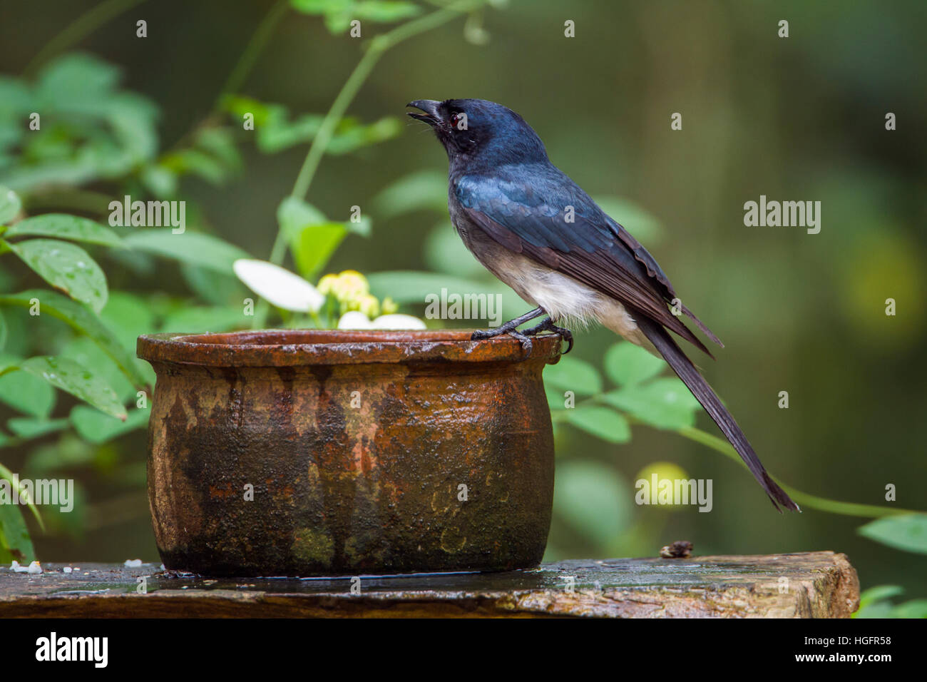 Bianco-panciuto drongo in Minneriya national park, Sri Lanka ; specie Dicrurus caerulescens famiglia di dicruridae Foto Stock