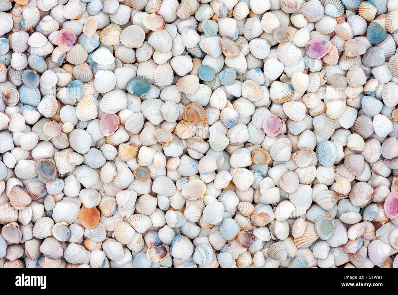 Sfondo naturale delle piccole bianche e colorate conchiglie di mare Foto Stock