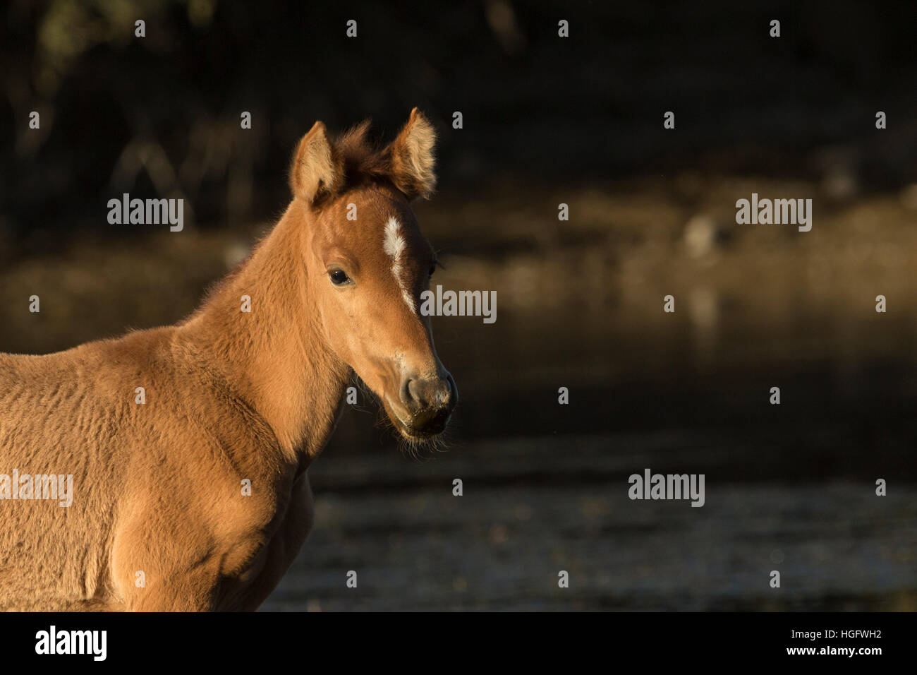 Il fiume sale di cavalli selvaggi Arizona USA animale U.S.A. Foto Stock