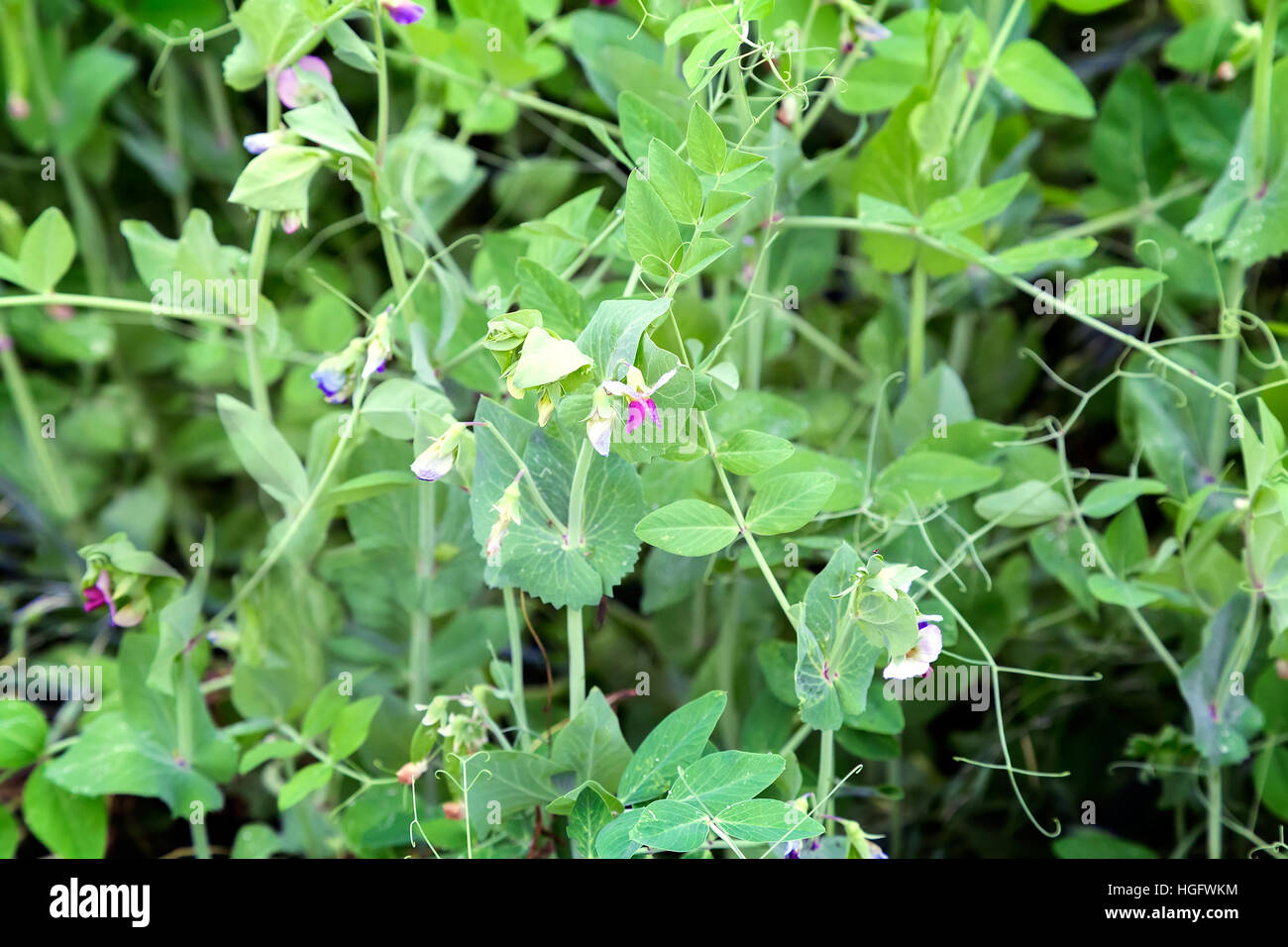 Crescendo su un campo verde, le giovani piante di fioritura, lupino piselli. Foto Stock