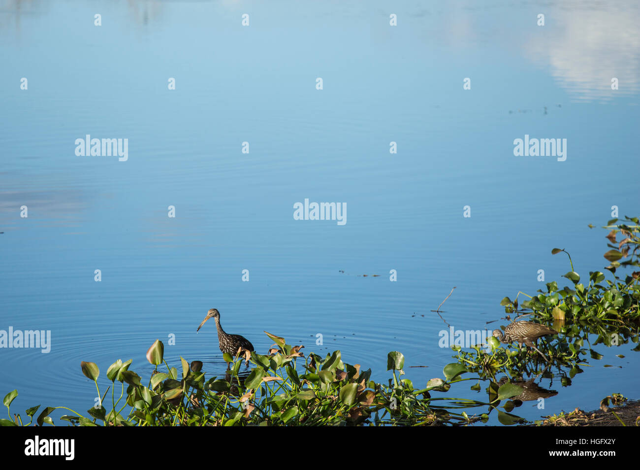 Caccia Limpkins lumache in canneti in Myakka River State Park, Sarasota, Florida. Foto Stock