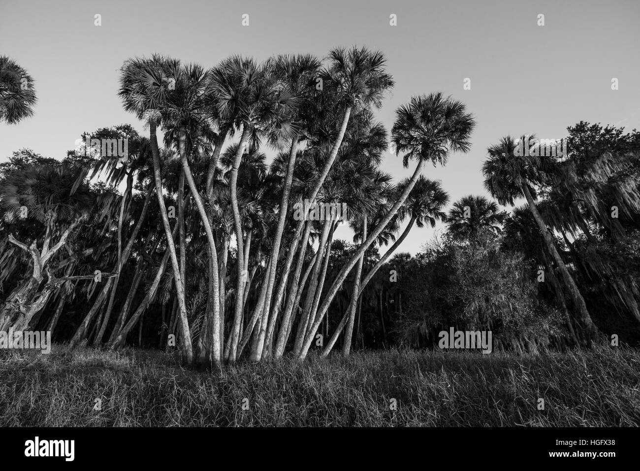 Basso angolo vista di palme lungo il Myakka River, Sarasota, Florida in bianco e nero. Foto Stock
