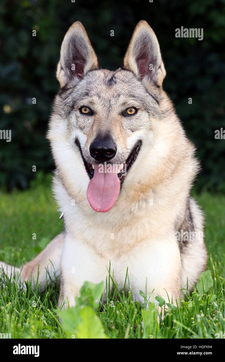 Bella grigio wolfdog cecoslovacco seduto nell'erba. Foto Stock