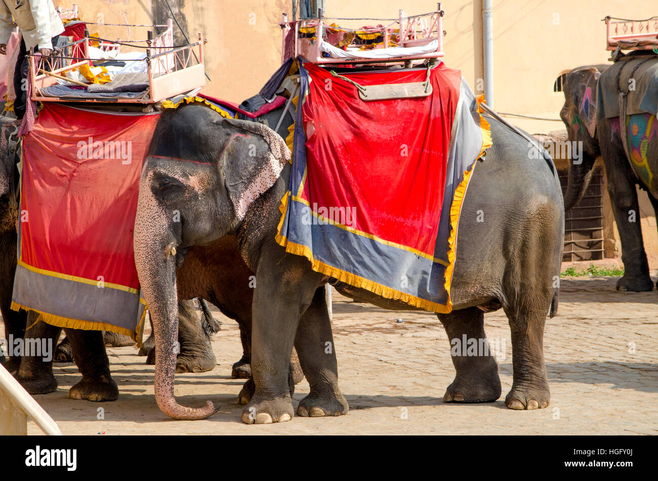 Il elefanti indiani a Amber forte in India,un paesaggio,vicinanze,giallo,l'india,jaipur a casa,l'edificio,l'architettura,elephant Foto Stock