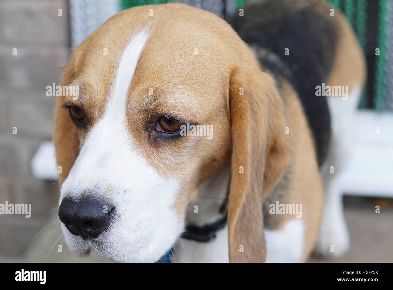 Bellissima beagle Foto Stock