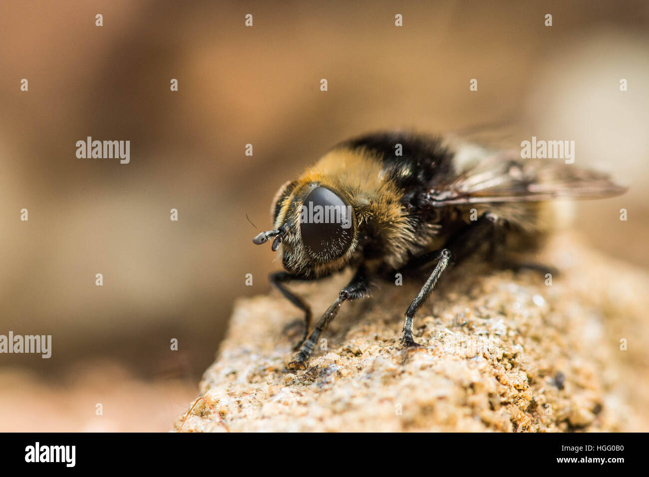 Bee appoggiata Foto Stock