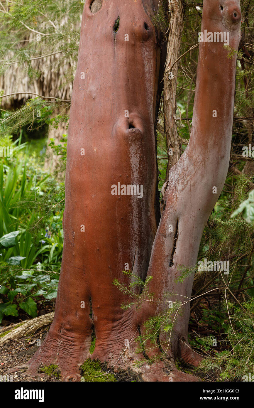 Tronco e corteccia di Arbustus canariensis Foto Stock