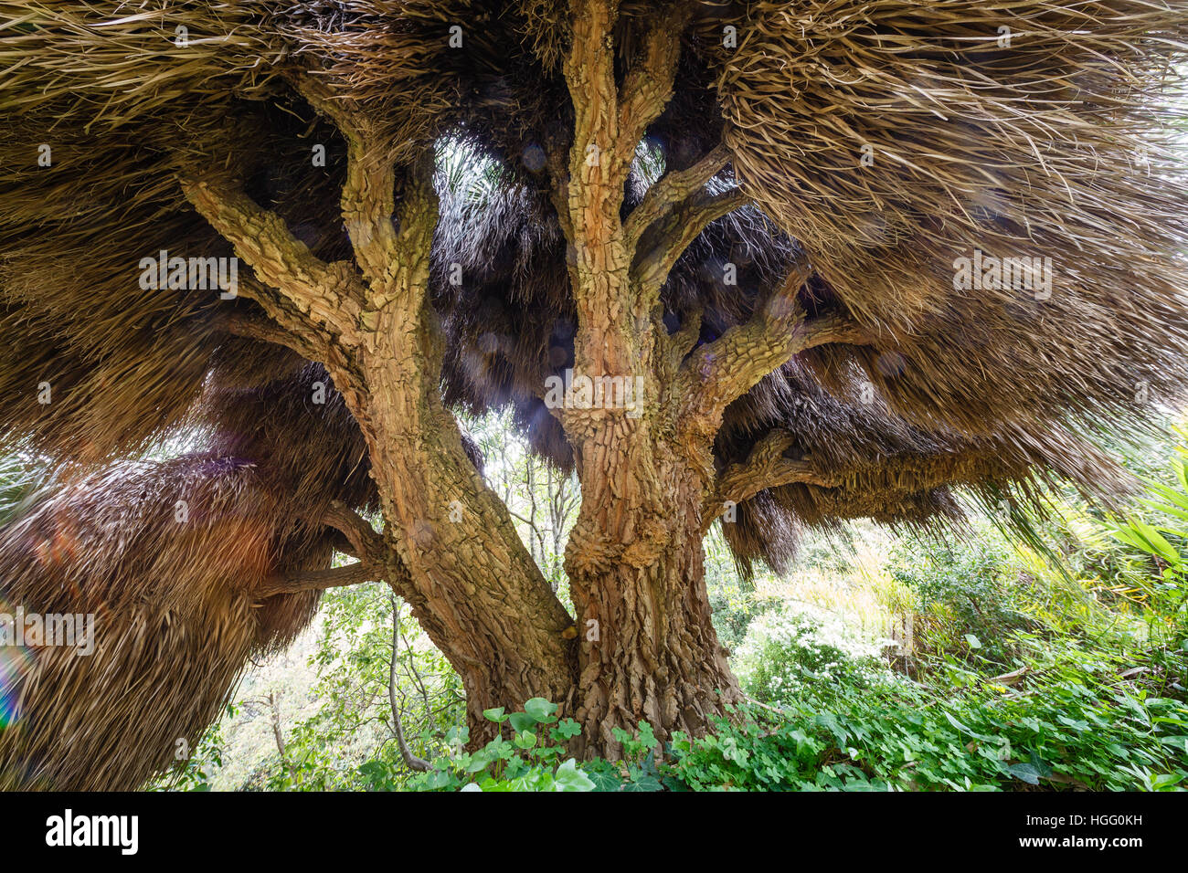 Nolina longifolia, notevole esemplare Foto Stock