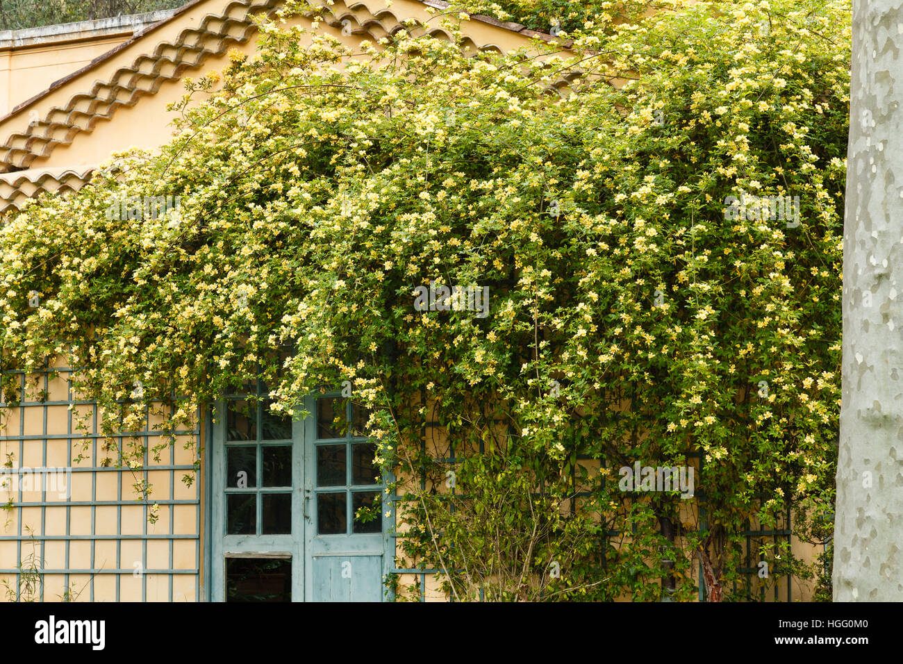 Francia, Alpes-Maritimes, Mentone giardino Serre de la Madone : Rosa banksiae 'Lutea' arrampicata su giardino d' inverno Foto Stock