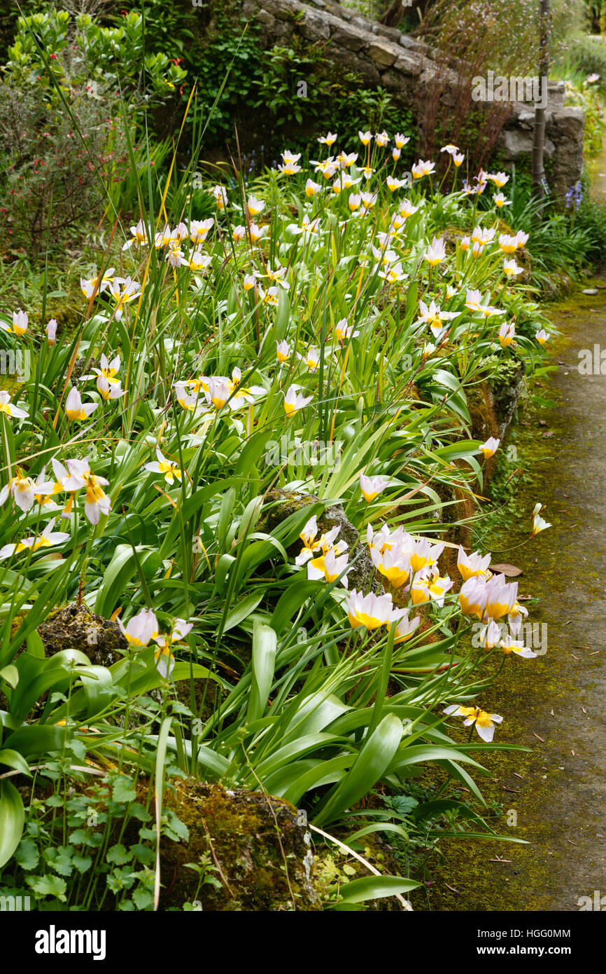 Fiore di tulipani (Tulipa saxatilis), Francia, Alpes-Maritimes, Menton, Garde Serre de la Madone : Foto Stock