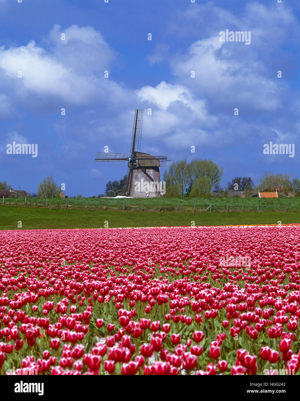Campo di tulipani e mulino a vento, vicino a Zaandam, Holland, Paesi Bassi Foto Stock