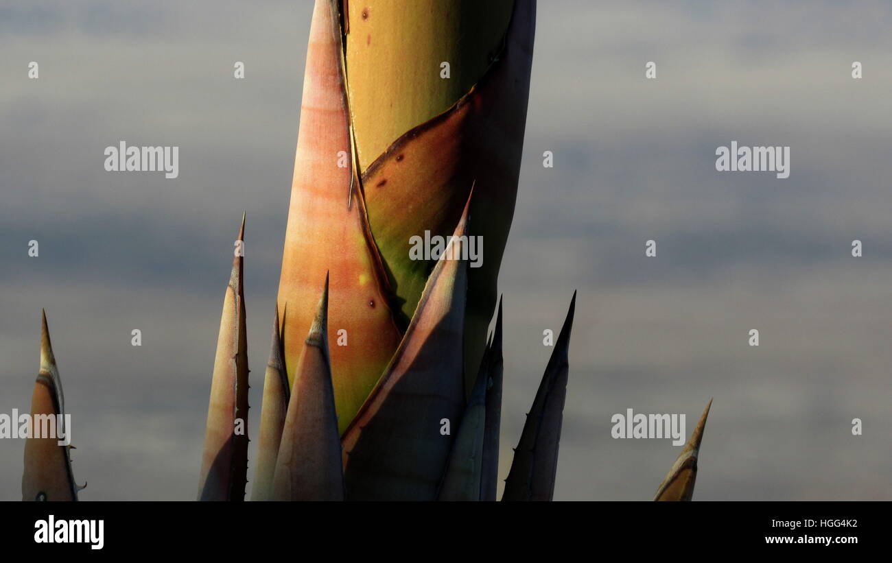 Agave deserto secolo impianto closeup mostra spine e stelo (Agave deserti) Foto Stock