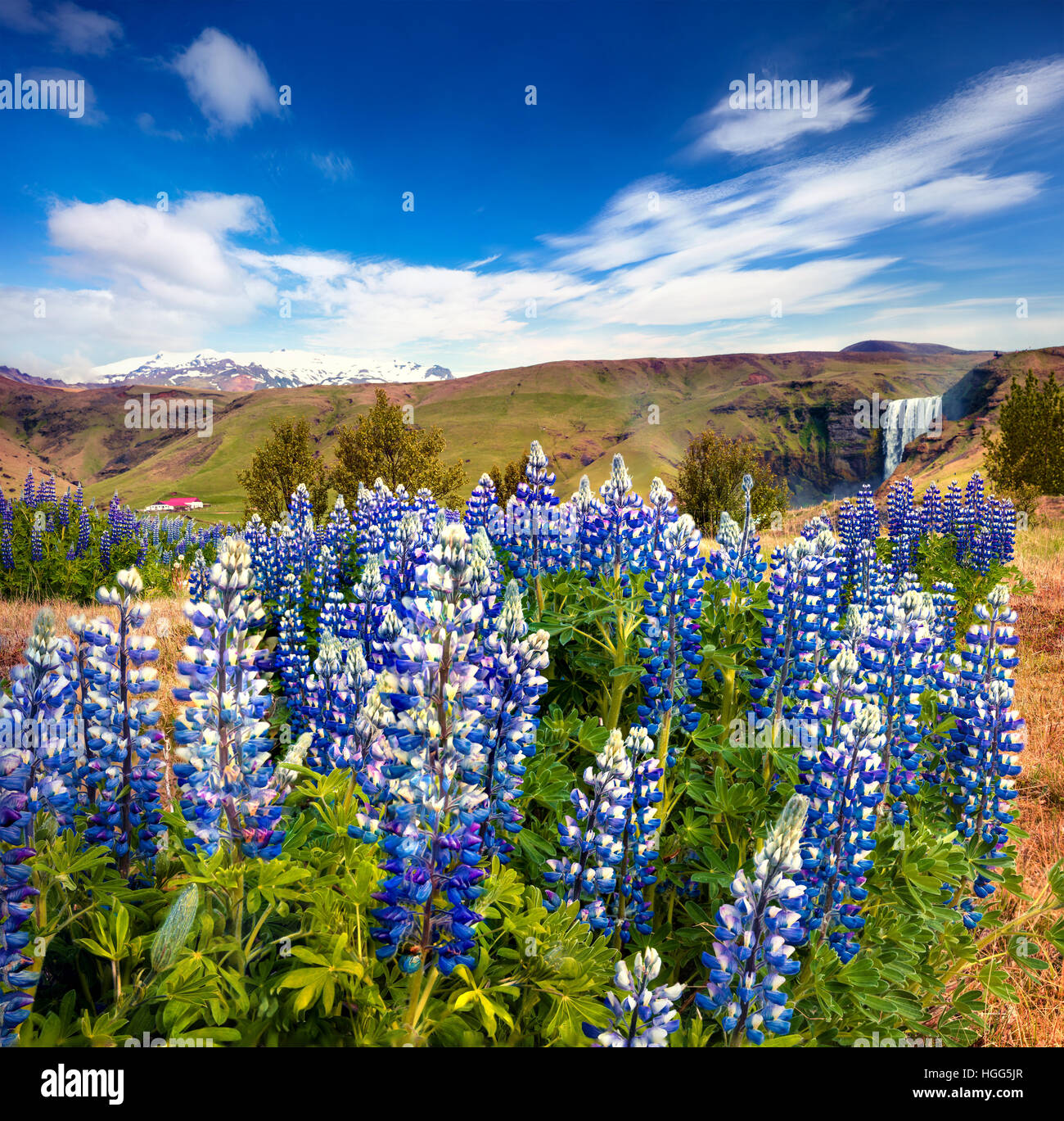 Fioritura di Fiori di lupino vicino alla maestosa Cascata Skogafoss nel sud dell'Islanda, l'Europa. Colorato paesaggio estivo nel paese. Foto Stock
