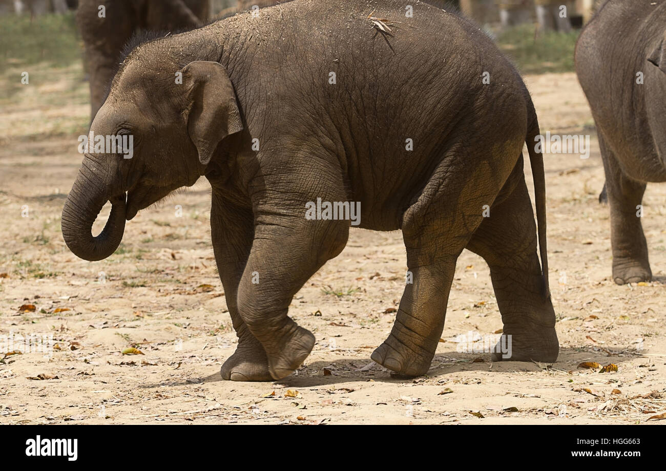 Foto di un elefante Asiatico vitello a camminare nella luce del sole Foto Stock