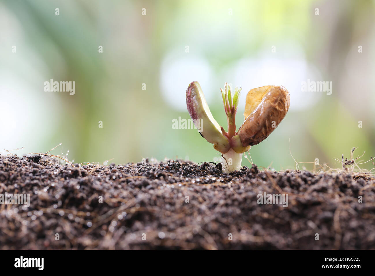 Piantine di arachide sul terreno in un orto concetto di agricoltura e di crescente design. Foto Stock