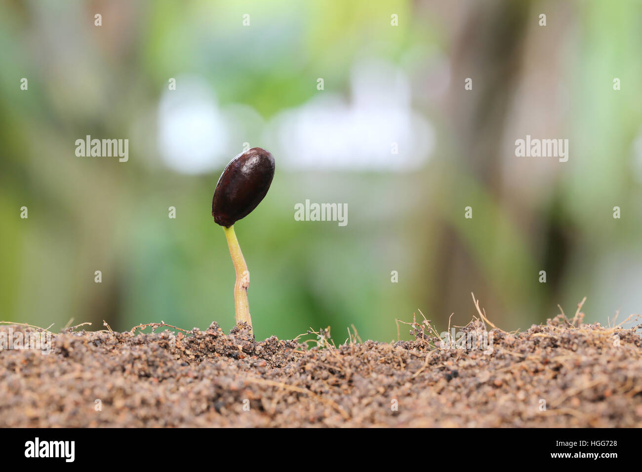 Piantine crescono sul terreno nel giardino,concetto di crescita. Foto Stock