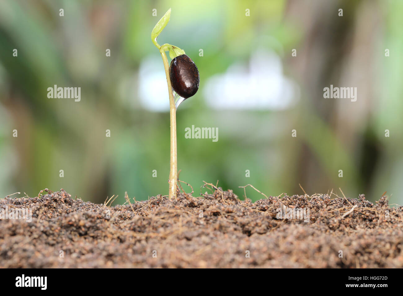 Piantine crescono sul terreno nel giardino,concetto di crescita. Foto Stock