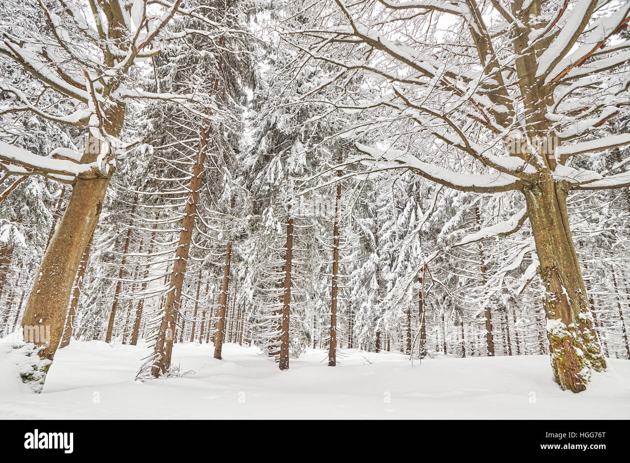 In inverno il paesaggio forestale con coperta di neve alberi. Foto Stock