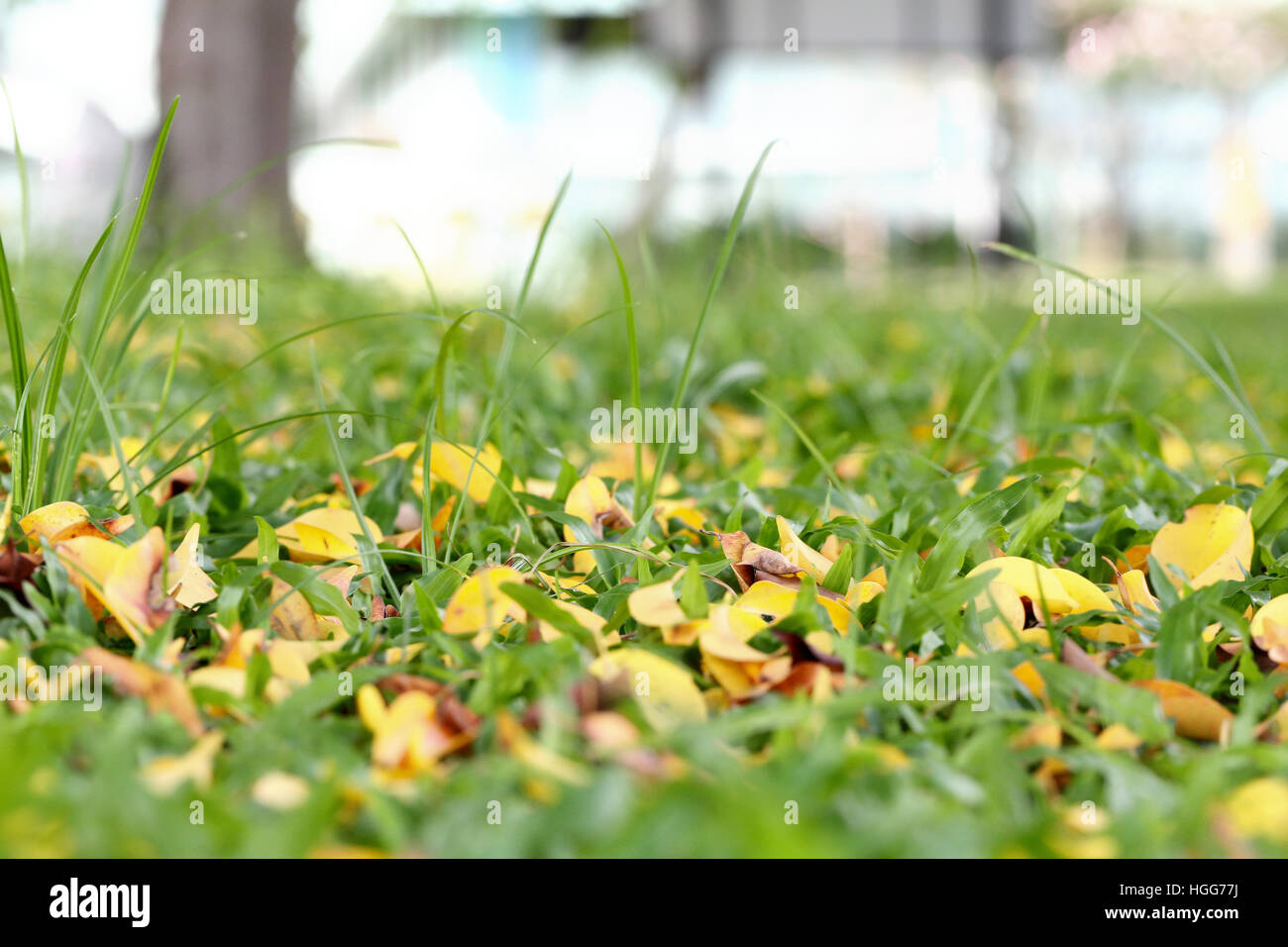 Fresco verde erba nel parco pubblico con foglia secca nella stagione primaverile. Foto Stock