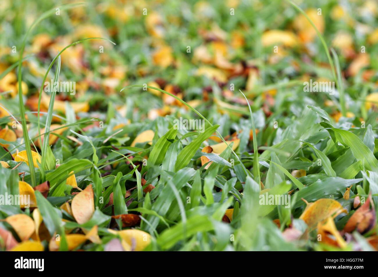 Fresco verde erba nel parco pubblico con foglia secca nella stagione primaverile. Foto Stock
