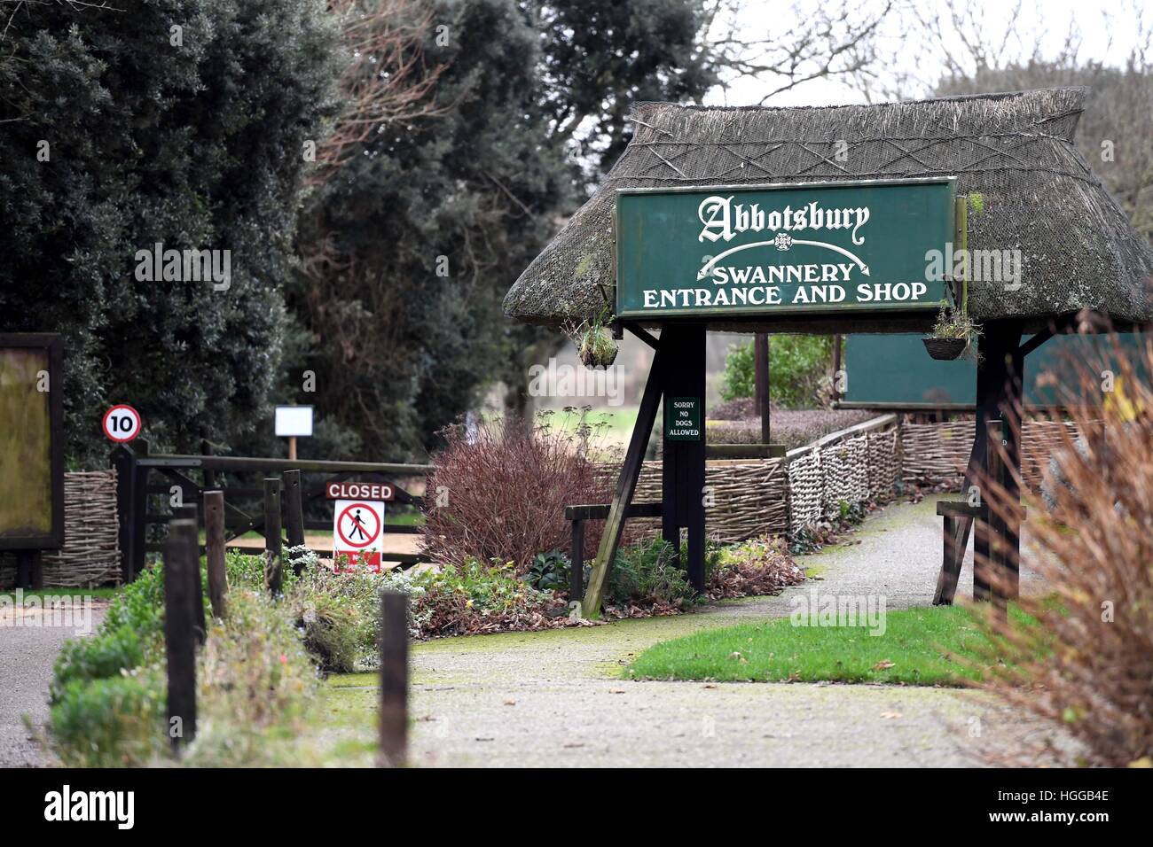 "Influenza aviaria" provoca un numero di decessi di swan a 'Abbotsbury Swannery' in Dorset, Regno Unito Foto Stock