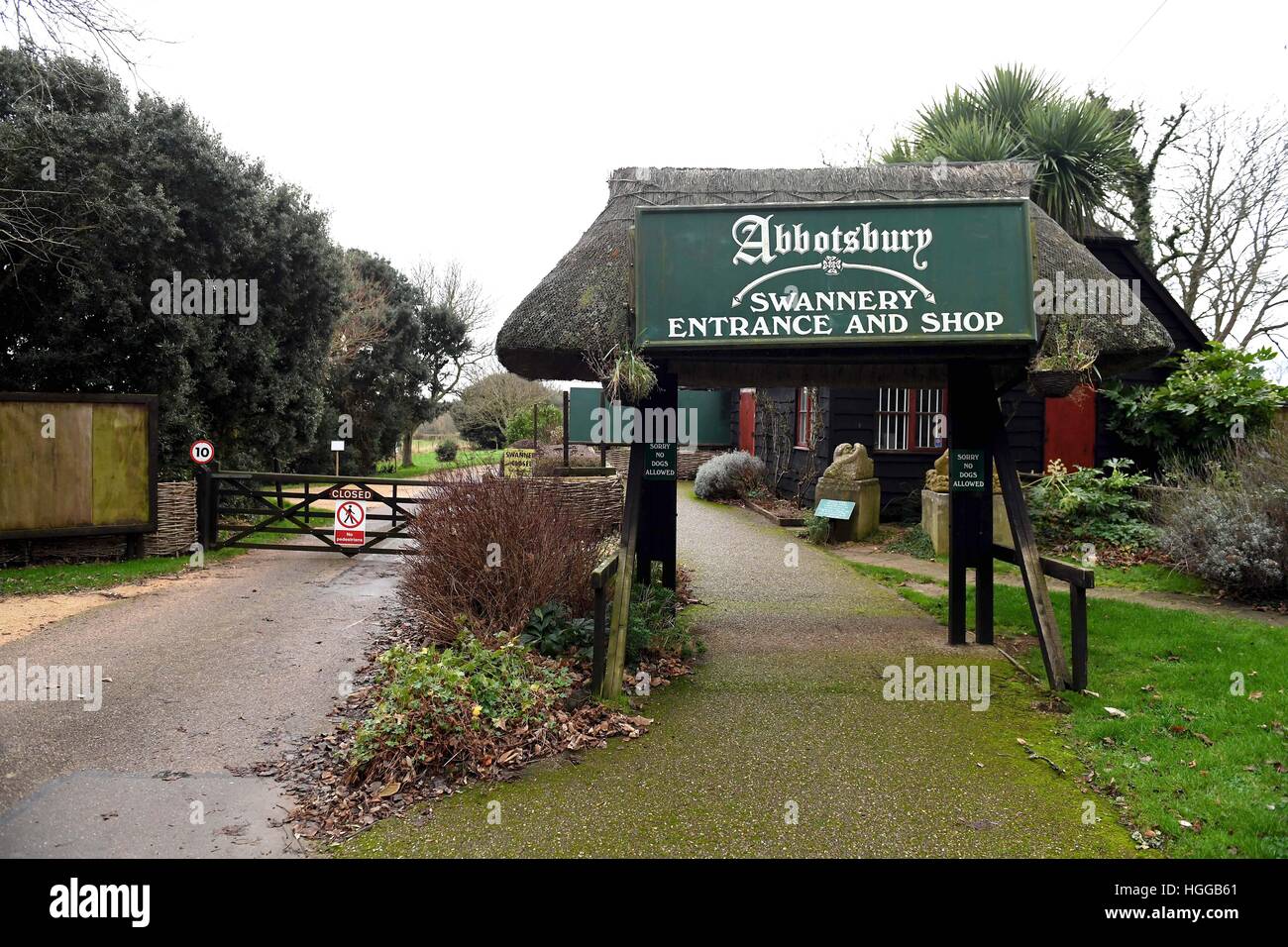 "Influenza aviaria" provoca un numero di decessi di swan a 'Abbotsbury Swannery' in Dorset, Regno Unito Foto Stock