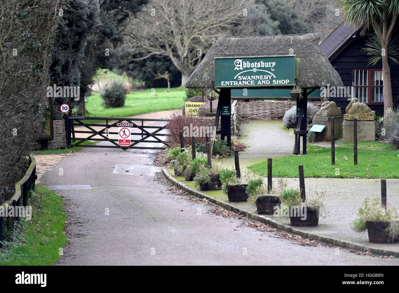 "Influenza aviaria" provoca un numero di decessi di swan a 'Abbotsbury Swannery' in Dorset, Regno Unito Foto Stock