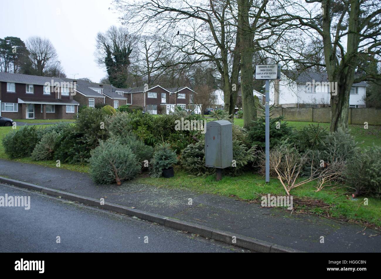 Ascot Berkshire, Regno Unito. 9 gennaio, 2017. Alberi di Natale in attesa di raccolta per il riciclaggio dal consiglio di Windsor. © Andrew Spiers/Alamy Live News Foto Stock