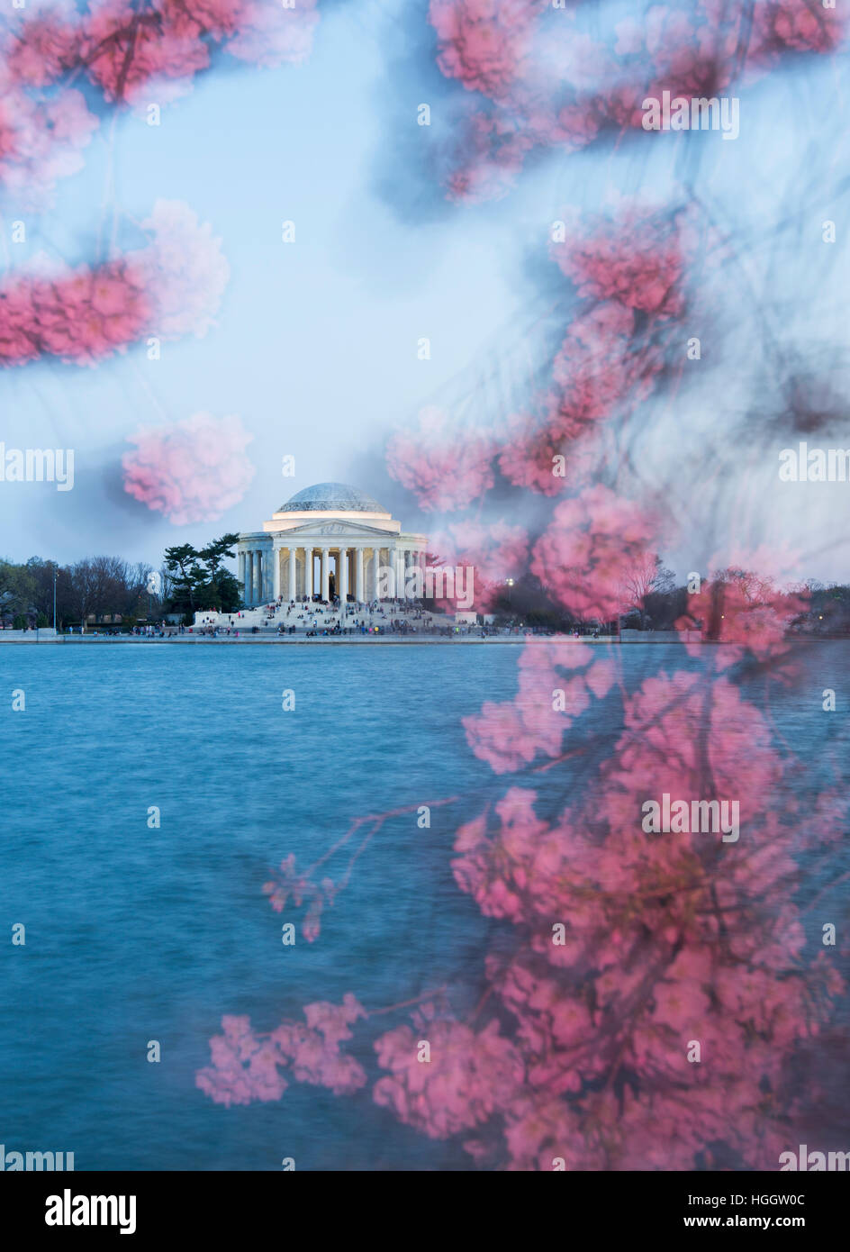 Il Thomas Jefferson Memorial è incorniciato da fiori di ciliegio al tramonto. Foto Stock