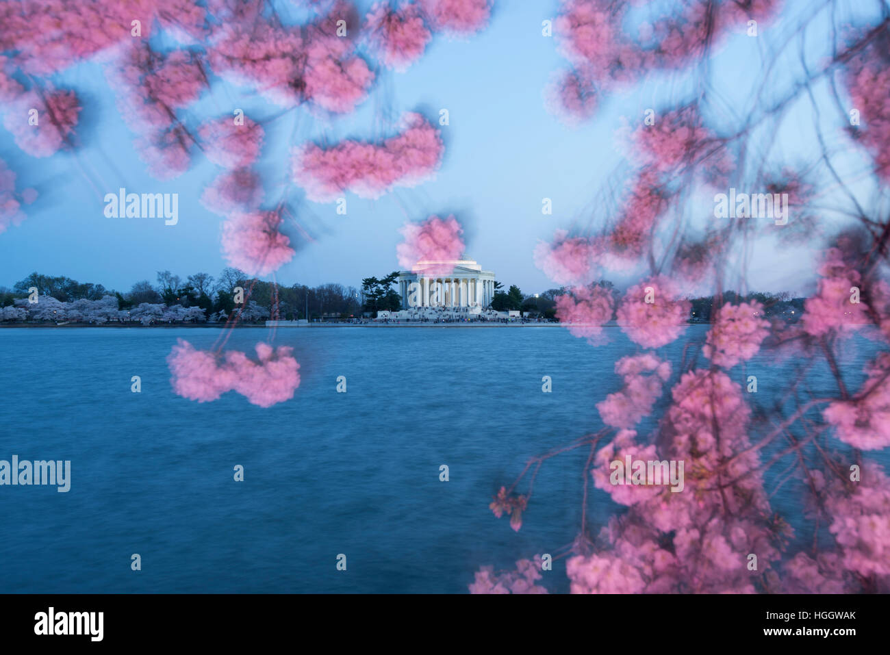 Il Thomas Jefferson Memorial è incorniciato da fiori di ciliegio al tramonto. Foto Stock