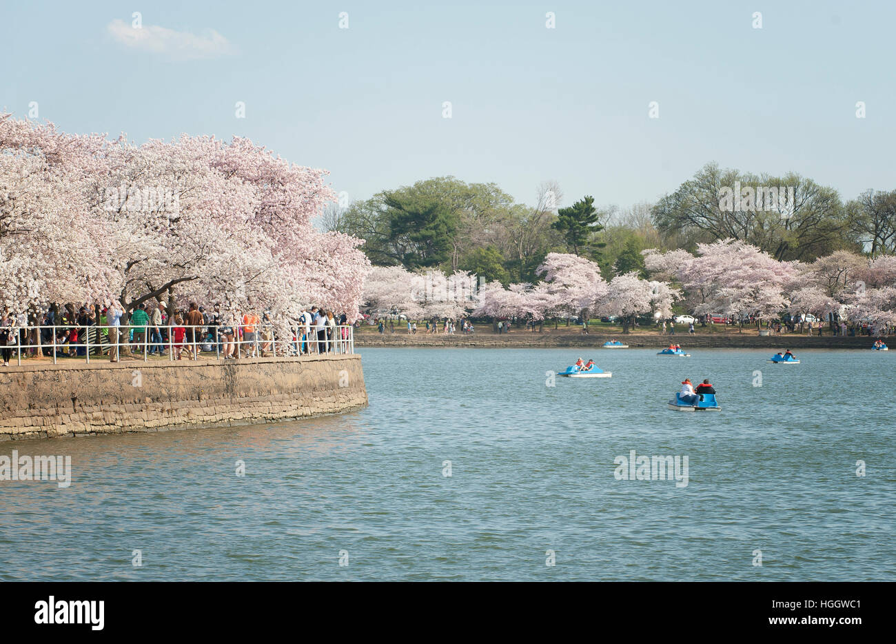I turisti di marcia in barche a remi durante il picco della fioritura dei ciliegi n il bacino di marea di Washington D.C.. Foto Stock