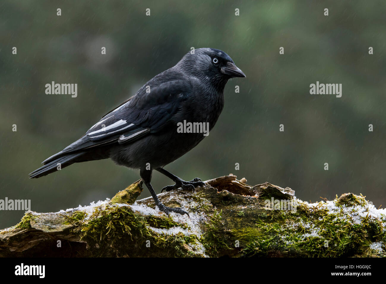 Leucistic Western TACCOLA / Europea taccola (Corvus monedula / Coloeus monedula) mostra ala bianca piume a causa leucism parziale Foto Stock