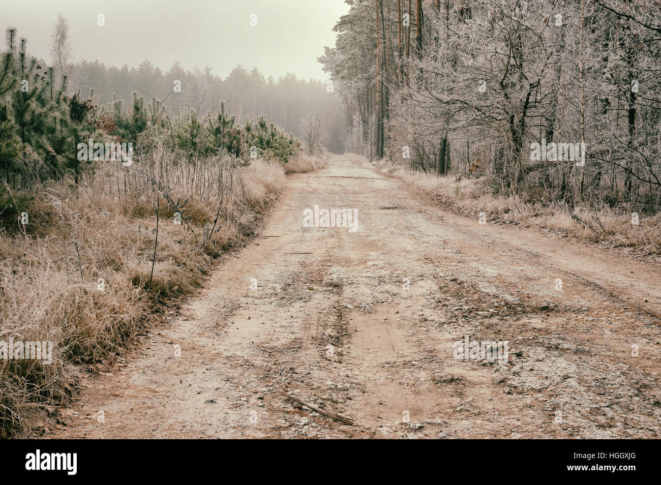 Scary paesaggio con terra strada nel bosco nebbioso coperto con brinate Foto Stock