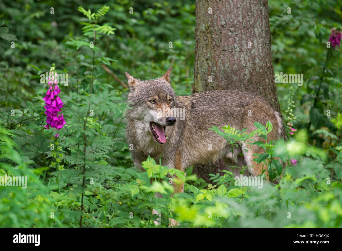 Solitario lupo grigio / grigio lupo (Canis lupus) yelping nella foresta in estate Foto Stock