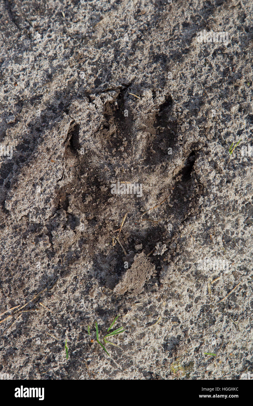 Close up di lupo grigio / grigio lupo (Canis lupus) impronta in sabbia che mostra segni di artiglio Foto Stock