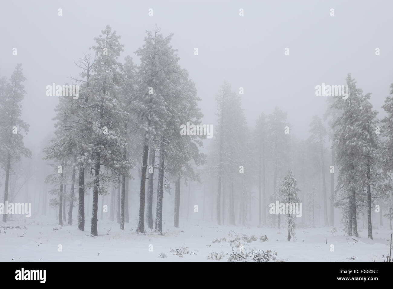 Nevoso inverno scena della foresta con la nebbia e la nebbia Foto Stock