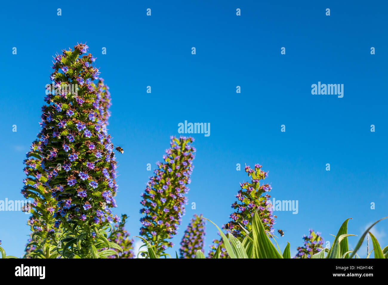 Tree echium piniana echium, bumblebees feed sui fiori ona giornata soleggiata, Isole Scilly Foto Stock