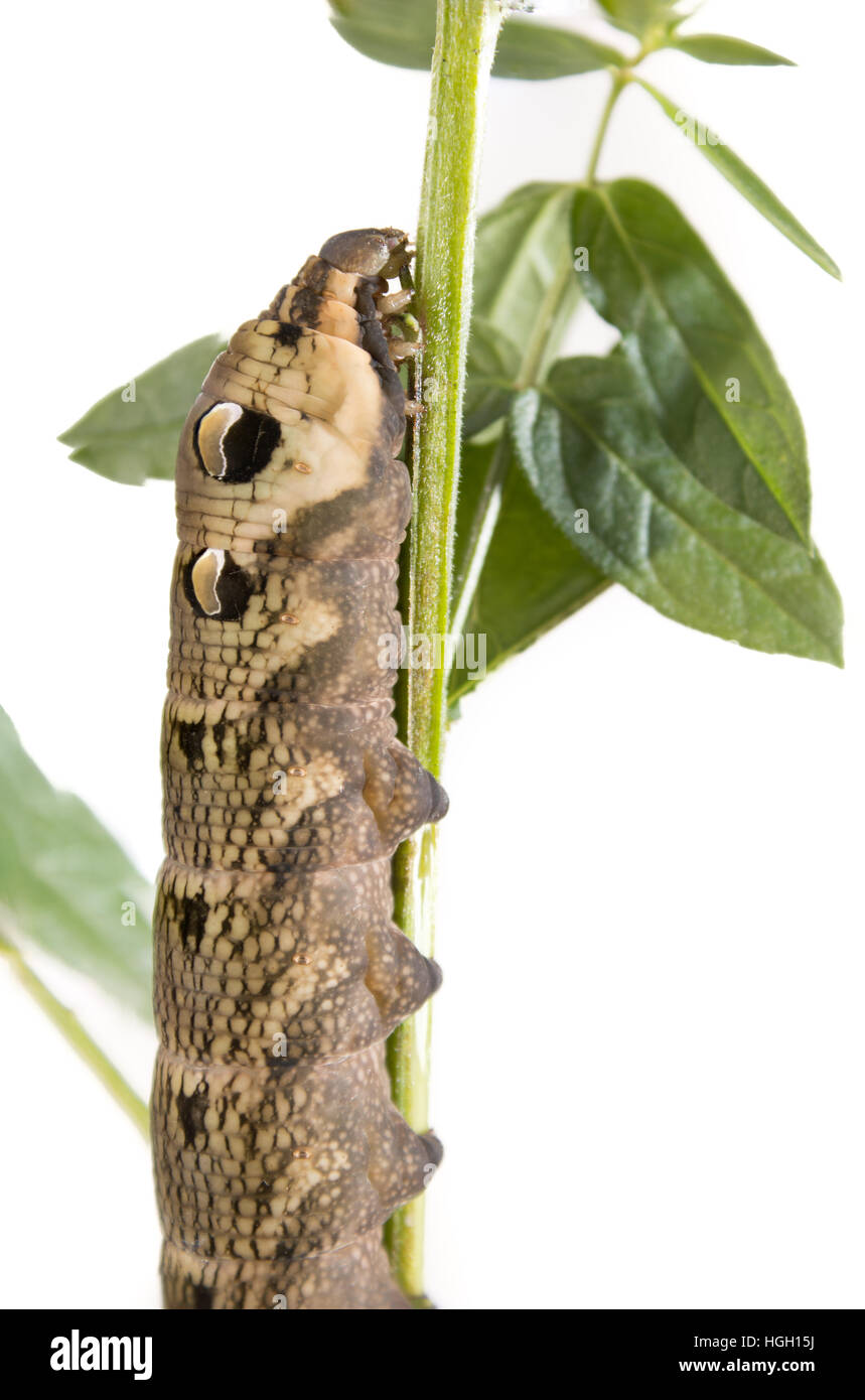 Elephant hawkmoth Deilephila elpenor, una immagine di sfondo bianca di un marrone a formare le larve, Staffordshire, Settembre Foto Stock