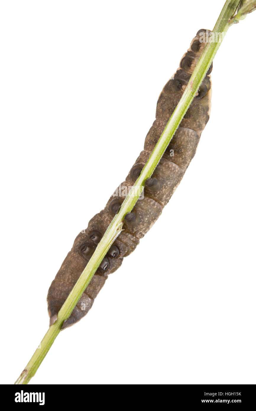 Elephant hawkmoth Deilephila elpenor, una immagine di sfondo bianca di un marrone a formare le larve, Staffordshire, Settembre Foto Stock