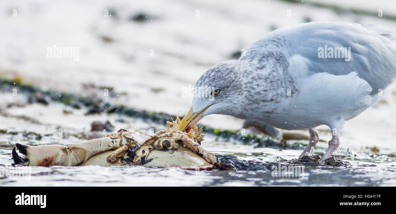 Herring gull Larus argentatus, capretti feed sul lavato fino a granchio, St Mary, isole Scilly, Ottobre Foto Stock