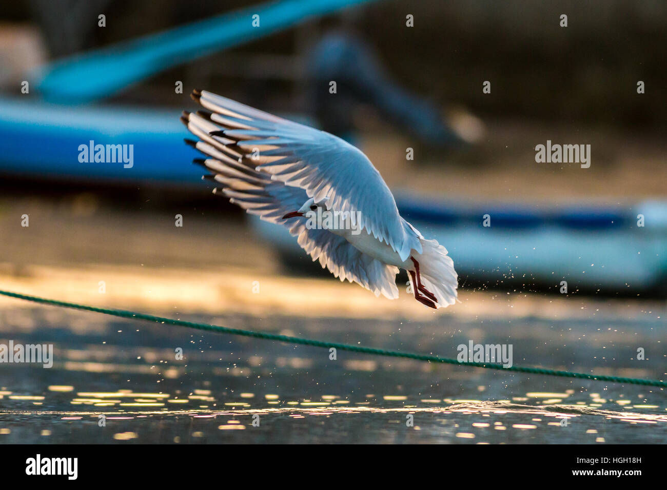 A testa nera gull chroicocephalus ridibundus, un piumaggio invernale bird prende il volo retroilluminato in porto, St Mary, isole Scilly, ottobre Foto Stock