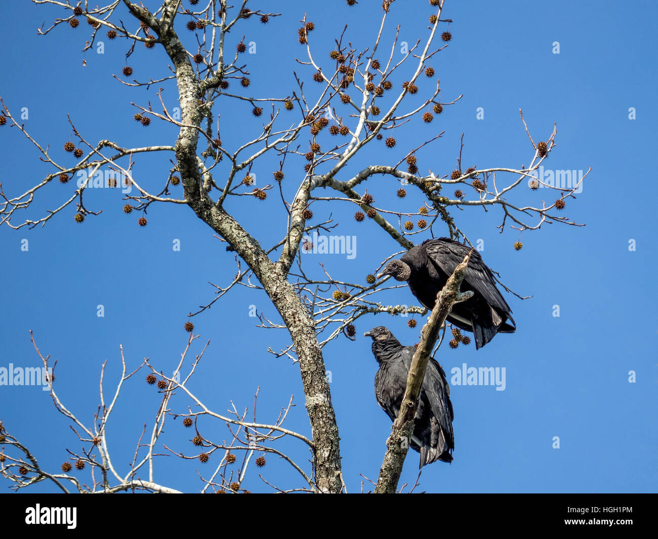 Conroe, Texas, Stati Uniti d'America - 20 dicembre 2016 - Questi avvoltoi nero sono state appollaiato su un albero. Foto Stock