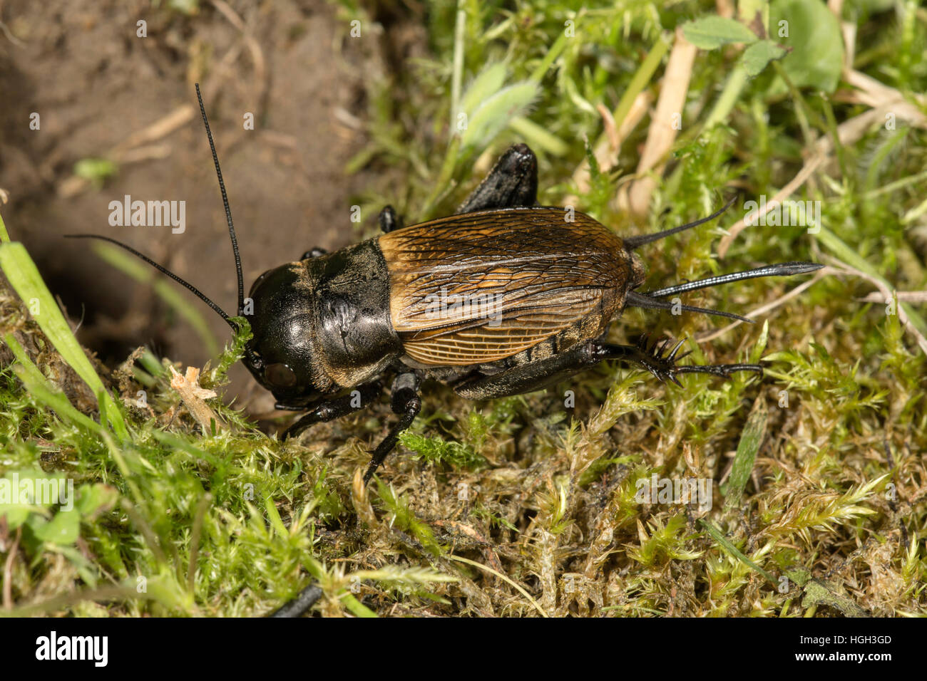 Campo cricket (Gryllus campestris), femmina accanto a tunnel, Baden-Württemberg, Germania Foto Stock
