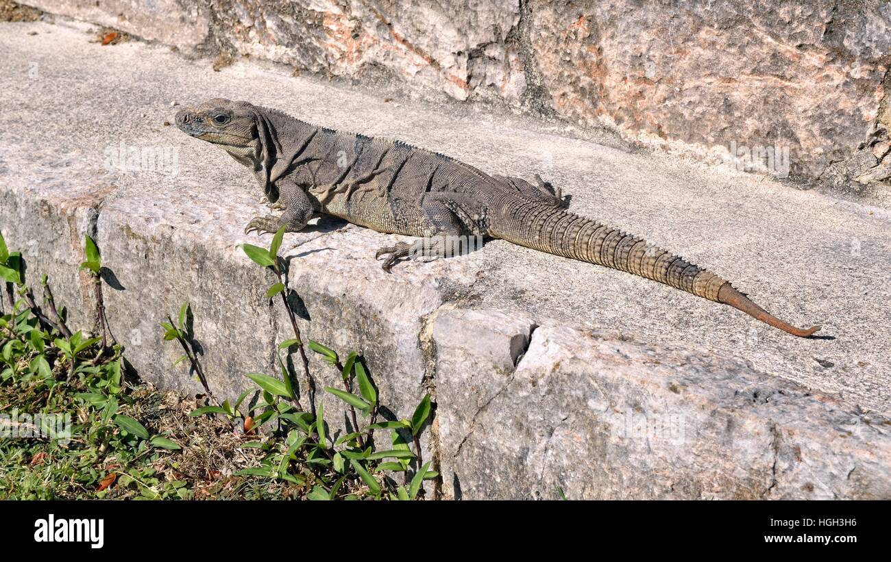 Spinosa nero-tailed iguana, anche iguana nero o nero (ctenosaur Ctenosaura similis) crogiolarvi al sole su una parete di pietra, città maya di Uxmal Foto Stock