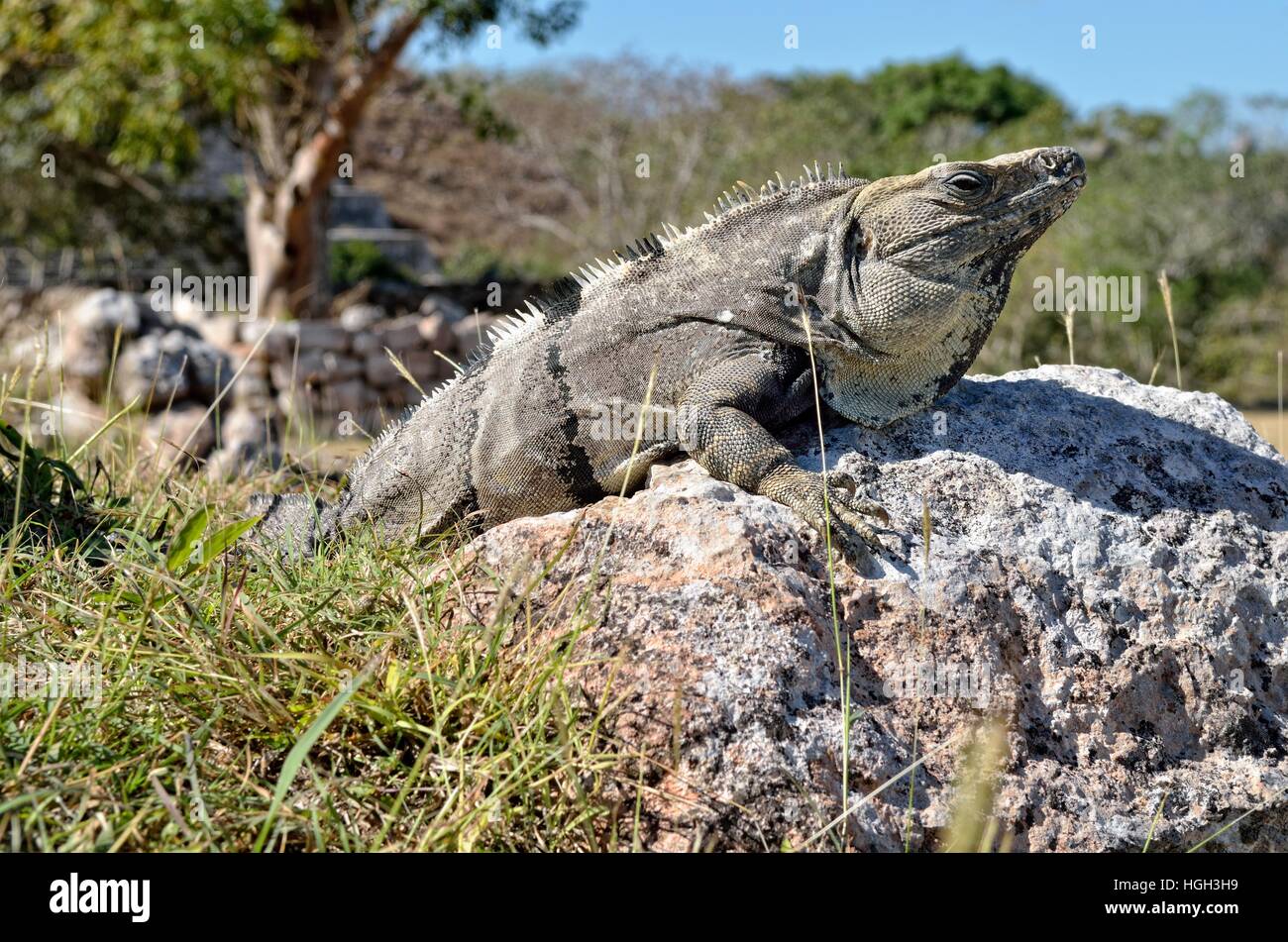 Spinosa nero-tailed iguana, anche iguana nero o nero (ctenosaur Ctenosaura similis) crogiolarsi sulla pietra, città maya di Uxmal Foto Stock