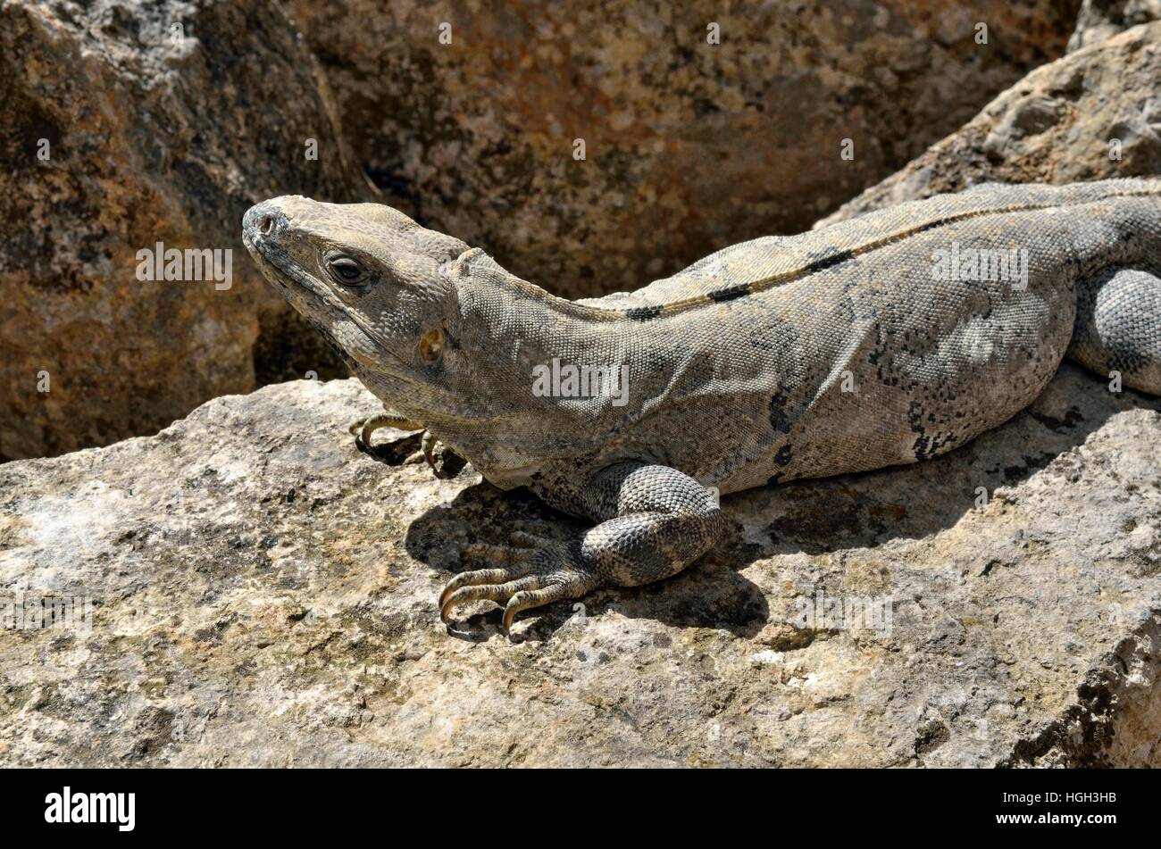 Spinosa nero-tailed iguana, anche iguana nero o nero (ctenosaur Ctenosaura similis) crogiolarsi sulla pietra, città maya di Uxmal Foto Stock